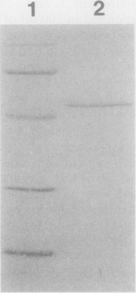 https://cdn.ncbi.nlm.nih.gov/pmc/blobs/9a6d/209238/430ac805c75d/jbacter01040-0256-a.jpg