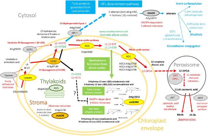 https://cdn.ncbi.nlm.nih.gov/pmc/blobs/9a6e/5343027/2a0c8c538c21/fpls-08-00329-g0001.jpg