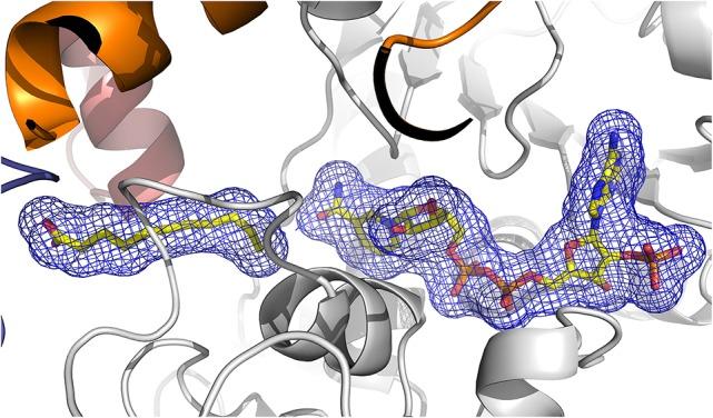 https://cdn.ncbi.nlm.nih.gov/pmc/blobs/9a6e/5343027/966966ab372e/fpls-08-00329-g0006.jpg
