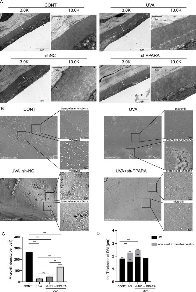 https://cdn.ncbi.nlm.nih.gov/pmc/blobs/9a70/12007668/972f592e286d/iovs-66-4-36-f006.jpg