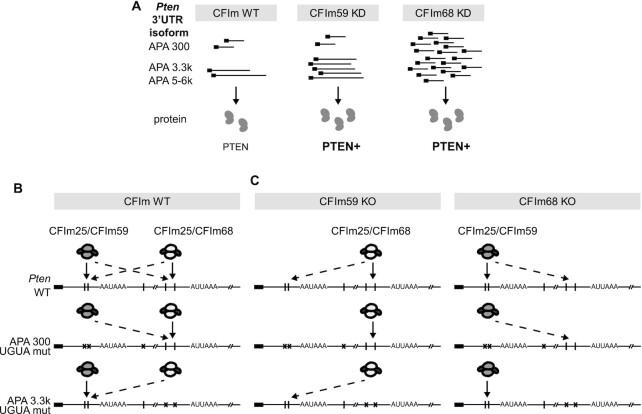 https://cdn.ncbi.nlm.nih.gov/pmc/blobs/9a71/9458458/23d2e3eb1c0f/gkac704fig7.jpg