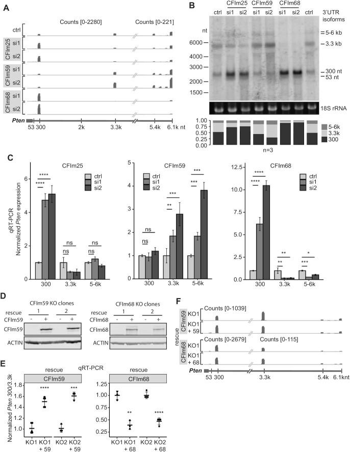 https://cdn.ncbi.nlm.nih.gov/pmc/blobs/9a71/9458458/4dca7197a7c6/gkac704fig2.jpg