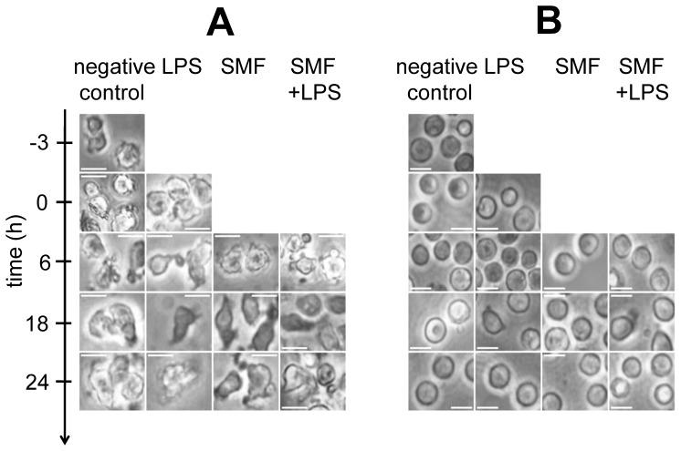 https://cdn.ncbi.nlm.nih.gov/pmc/blobs/9a73/3753352/959236bdaff3/pone.0072374.g002.jpg