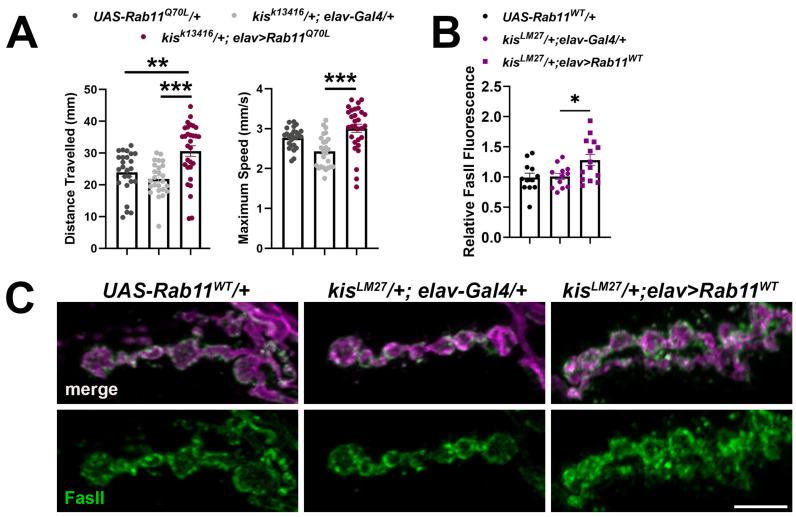 https://cdn.ncbi.nlm.nih.gov/pmc/blobs/9a76/10931923/648c2dc7506e/ijms-25-03074-g006.jpg