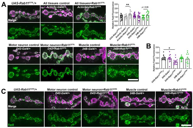 https://cdn.ncbi.nlm.nih.gov/pmc/blobs/9a76/10931923/de4dbfe15893/ijms-25-03074-g005.jpg
