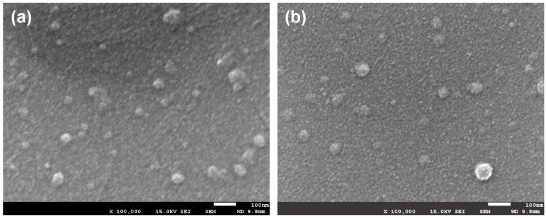 https://cdn.ncbi.nlm.nih.gov/pmc/blobs/9a78/12196461/5c24940d0881/molecules-30-02490-g002.jpg