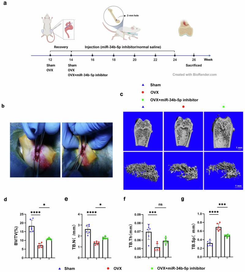 https://cdn.ncbi.nlm.nih.gov/pmc/blobs/9a79/11405519/703352c5ace1/42003_2024_6866_Fig4_HTML.jpg