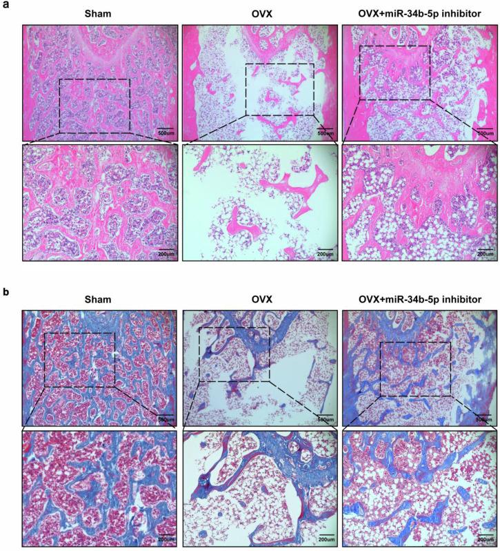 https://cdn.ncbi.nlm.nih.gov/pmc/blobs/9a79/11405519/d1381a76bd1a/42003_2024_6866_Fig5_HTML.jpg