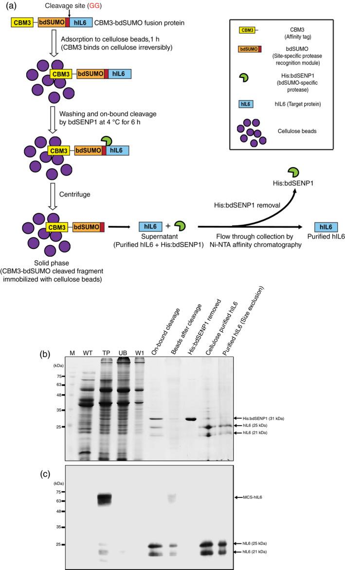 https://cdn.ncbi.nlm.nih.gov/pmc/blobs/9a80/11386861/05b77987aea4/PBI-17-1094-g001.jpg