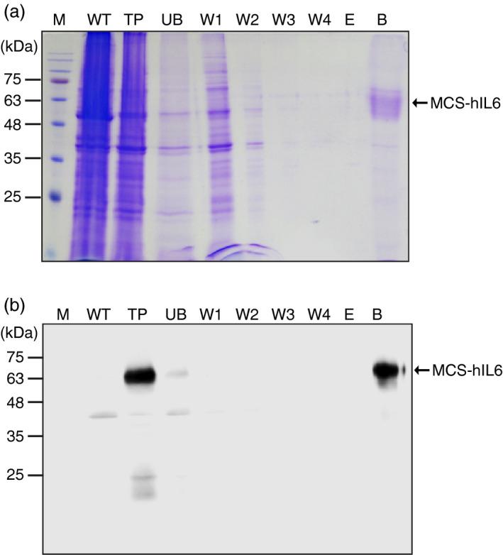 https://cdn.ncbi.nlm.nih.gov/pmc/blobs/9a80/11386861/e6967262df55/PBI-17-1094-g005.jpg