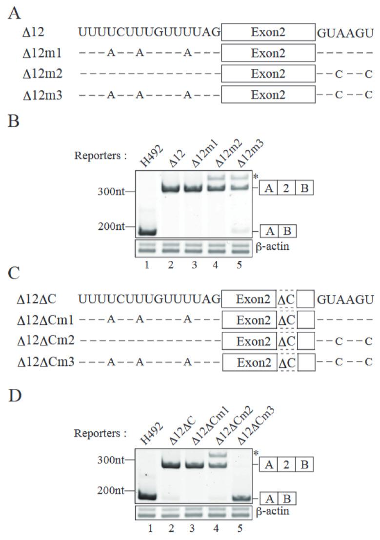https://cdn.ncbi.nlm.nih.gov/pmc/blobs/9a80/11989674/230ab223cc81/ijms-26-03319-g004.jpg