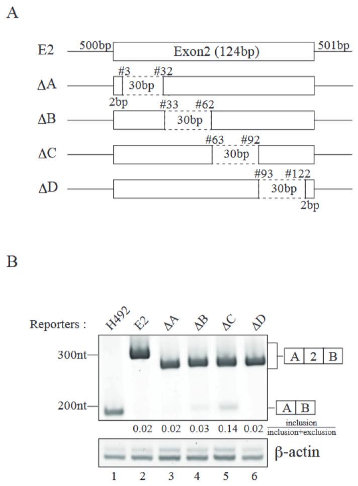 https://cdn.ncbi.nlm.nih.gov/pmc/blobs/9a80/11989674/bb52f095dadd/ijms-26-03319-g003.jpg