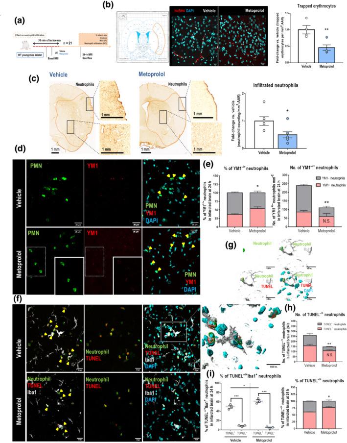 https://cdn.ncbi.nlm.nih.gov/pmc/blobs/9a81/10100149/2481ca36411e/BPH-180-459-g002.jpg