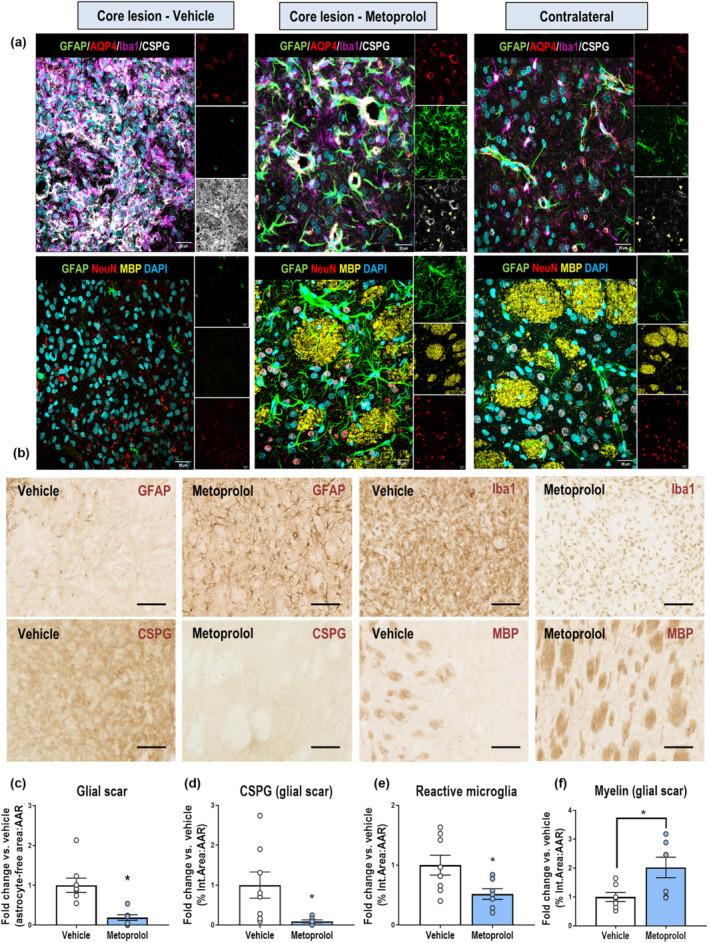 https://cdn.ncbi.nlm.nih.gov/pmc/blobs/9a81/10100149/c0318347e417/BPH-180-459-g001.jpg