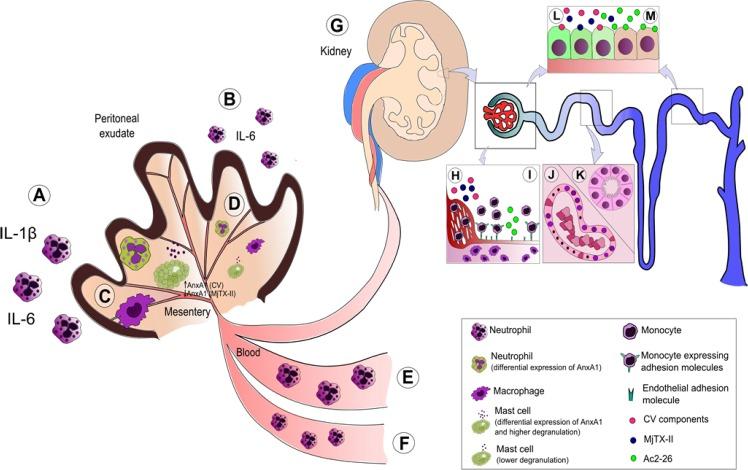 https://cdn.ncbi.nlm.nih.gov/pmc/blobs/9a81/4492549/cca76dc58493/pone.0130803.g008.jpg