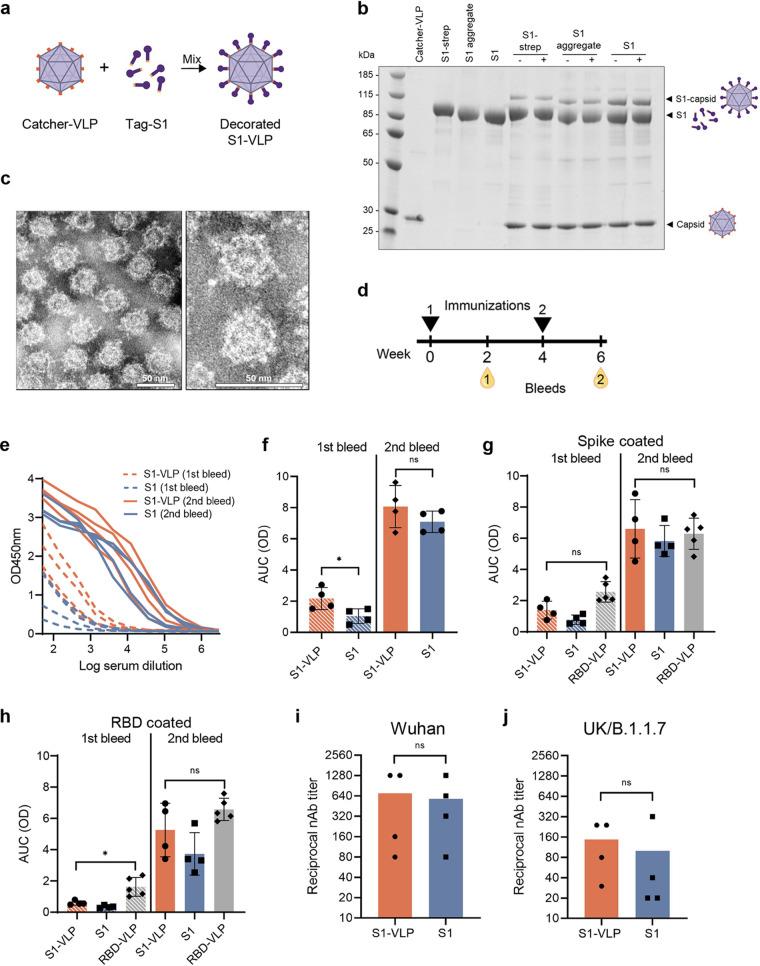 https://cdn.ncbi.nlm.nih.gov/pmc/blobs/9a83/8510518/44046056e9f7/mbio.01813-21-f005.jpg