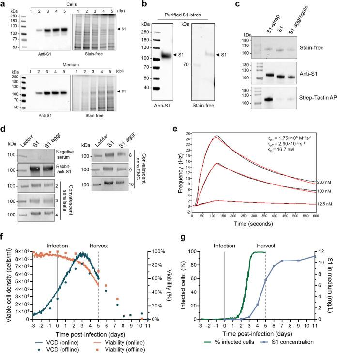 https://cdn.ncbi.nlm.nih.gov/pmc/blobs/9a83/8510518/c44ab70b5005/mbio.01813-21-f003.jpg