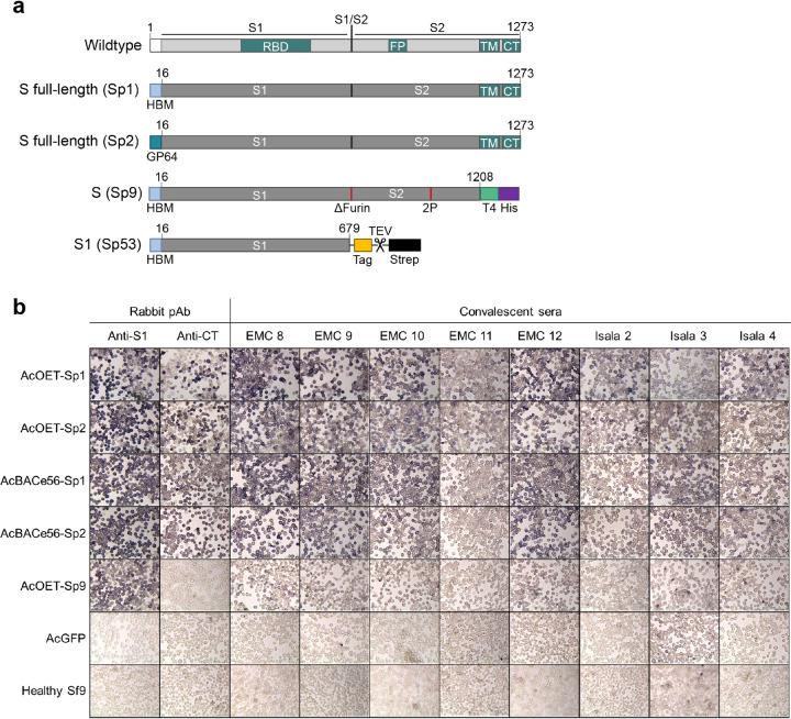 https://cdn.ncbi.nlm.nih.gov/pmc/blobs/9a83/8510518/e8ab1a4f7fb1/mbio.01813-21-f001.jpg