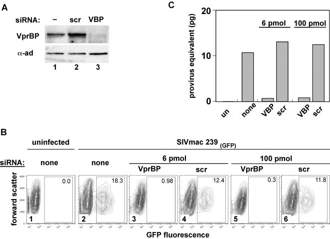 https://cdn.ncbi.nlm.nih.gov/pmc/blobs/9a86/2330158/43779798d6b4/ppat.1000059.g006.jpg