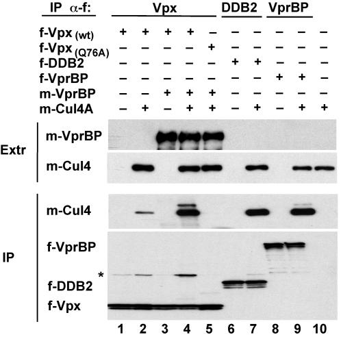 https://cdn.ncbi.nlm.nih.gov/pmc/blobs/9a86/2330158/466e875345e4/ppat.1000059.g002.jpg