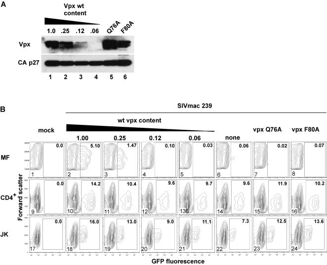 https://cdn.ncbi.nlm.nih.gov/pmc/blobs/9a86/2330158/9e3b03256dd8/ppat.1000059.g003.jpg