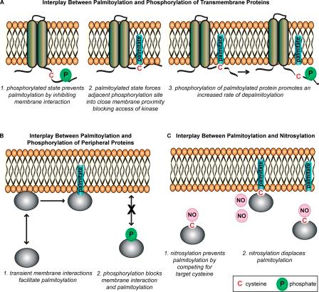 https://cdn.ncbi.nlm.nih.gov/pmc/blobs/9a86/3010063/11d859308144/JCB_201008160_RGB_Fig3.jpg