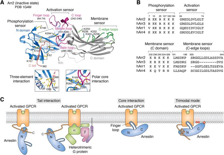 https://cdn.ncbi.nlm.nih.gov/pmc/blobs/9a86/9418498/4a7df474ada1/gr1.jpg