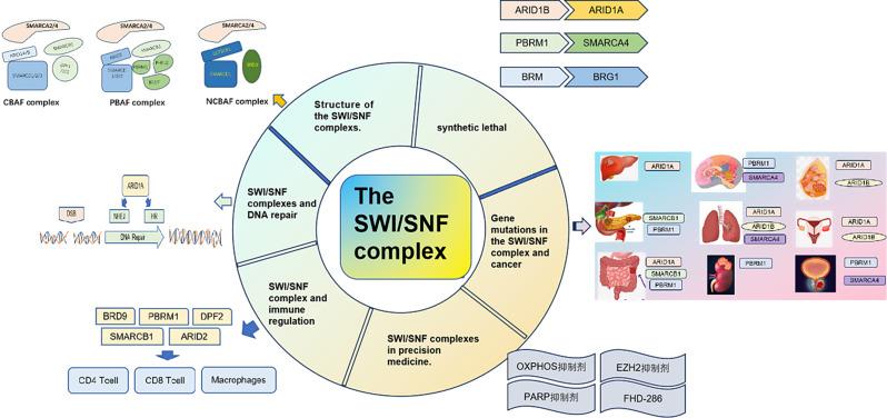 https://cdn.ncbi.nlm.nih.gov/pmc/blobs/9a89/12016160/cbc96f38b34e/13072_2025_590_Fig3_HTML.jpg
