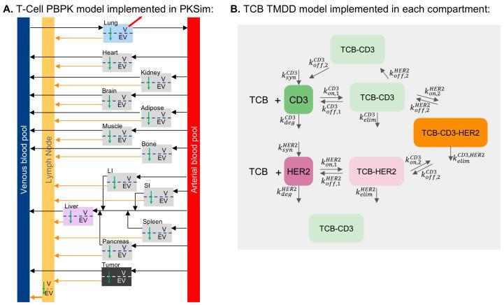 https://cdn.ncbi.nlm.nih.gov/pmc/blobs/9a8a/12030717/aa435aeb0269/pharmaceutics-17-00500-g001.jpg