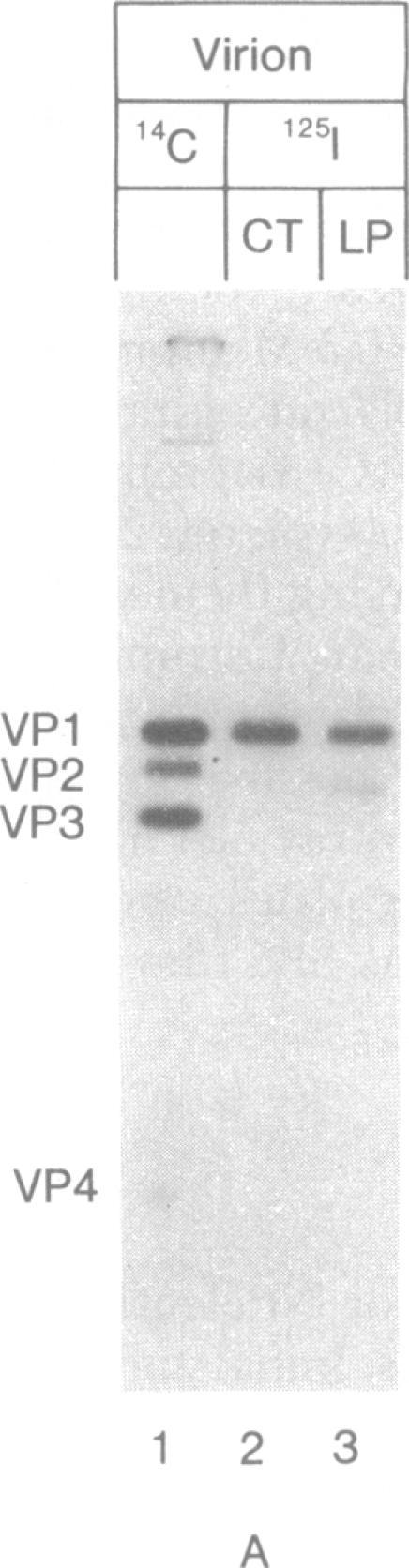 https://cdn.ncbi.nlm.nih.gov/pmc/blobs/9a8a/336222/41e33fe64828/pnas00669-0244-b.jpg