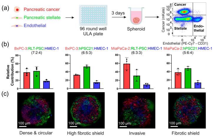 https://cdn.ncbi.nlm.nih.gov/pmc/blobs/9a8e/11940881/fa1364b4bc88/cells-14-00450-g001.jpg