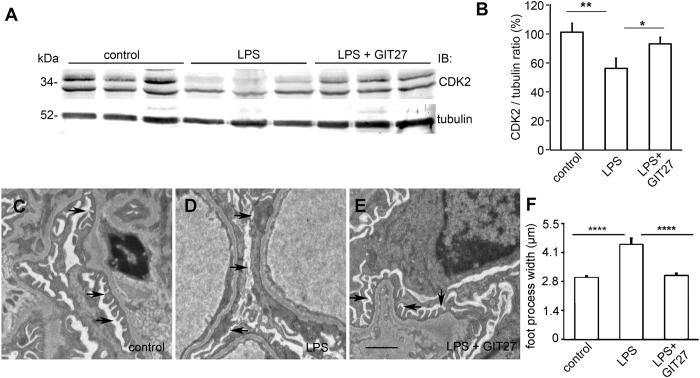 https://cdn.ncbi.nlm.nih.gov/pmc/blobs/9a8f/4753499/47454ff47581/srep21664-f5.jpg