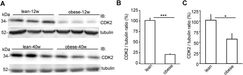 https://cdn.ncbi.nlm.nih.gov/pmc/blobs/9a8f/4753499/83a492a2dca9/srep21664-f2.jpg