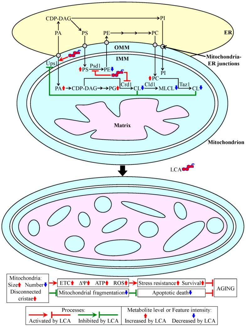 https://cdn.ncbi.nlm.nih.gov/pmc/blobs/9a90/4200844/2e5c1b5270f4/ijms-15-16522-g002.jpg