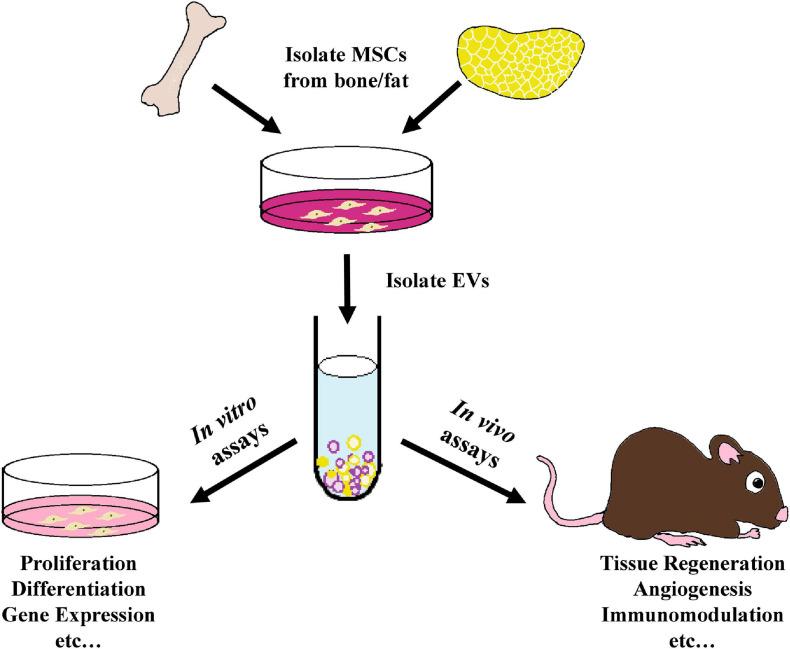 https://cdn.ncbi.nlm.nih.gov/pmc/blobs/9a9a/7952527/7227757e1599/fcell-09-648098-g001.jpg