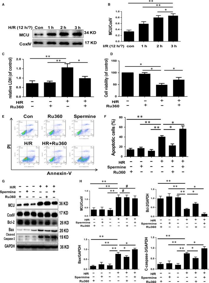 https://cdn.ncbi.nlm.nih.gov/pmc/blobs/9a9c/6815825/6c494c23afad/JCMM-23-7830-g002.jpg