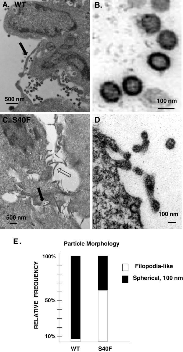 https://cdn.ncbi.nlm.nih.gov/pmc/blobs/9a9d/3907034/168e87a2dd01/1742-4690-10-143-2.jpg