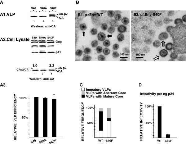 https://cdn.ncbi.nlm.nih.gov/pmc/blobs/9a9d/3907034/3d72ea844180/1742-4690-10-143-1.jpg
