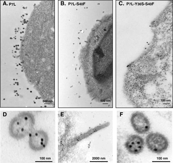 https://cdn.ncbi.nlm.nih.gov/pmc/blobs/9a9d/3907034/cffb8120f72a/1742-4690-10-143-5.jpg