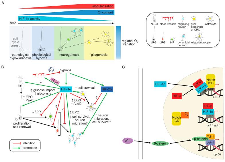 https://cdn.ncbi.nlm.nih.gov/pmc/blobs/9a9e/11012138/a5ff47056c87/cells-13-00621-g003.jpg