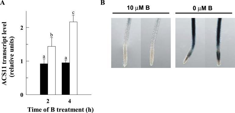 https://cdn.ncbi.nlm.nih.gov/pmc/blobs/9a9e/4473985/36f4a1373cac/exbotj_erv186_f0002.jpg