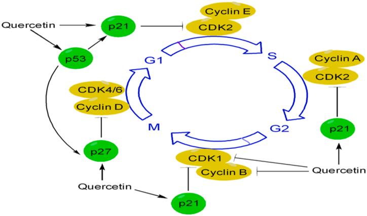 https://cdn.ncbi.nlm.nih.gov/pmc/blobs/9aa5/11219337/5b9fa7b26609/gr8.jpg
