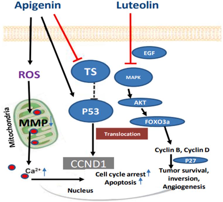 https://cdn.ncbi.nlm.nih.gov/pmc/blobs/9aa5/11219337/94557266f073/gr9.jpg