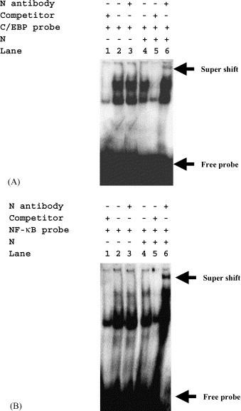 https://cdn.ncbi.nlm.nih.gov/pmc/blobs/9aa5/7108415/8beafe37b0d7/gr3.jpg