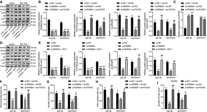 https://cdn.ncbi.nlm.nih.gov/pmc/blobs/9aa9/8051710/dbed54185bb5/JCMM-25-4040-g007.jpg