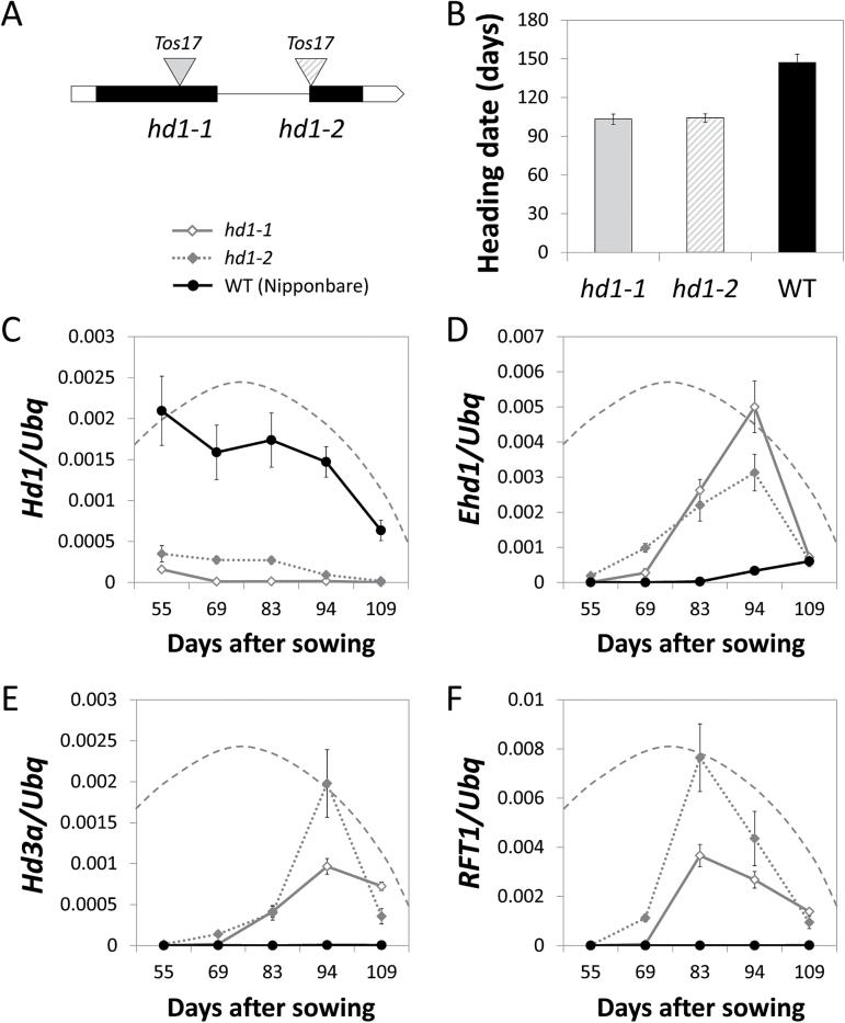 https://cdn.ncbi.nlm.nih.gov/pmc/blobs/9aab/4378634/e71ffa165318/exbotj_erv004_f0004.jpg