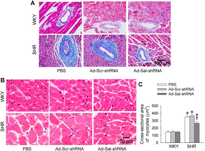 https://cdn.ncbi.nlm.nih.gov/pmc/blobs/9aac/5322393/081505545a15/srep43259-f3.jpg