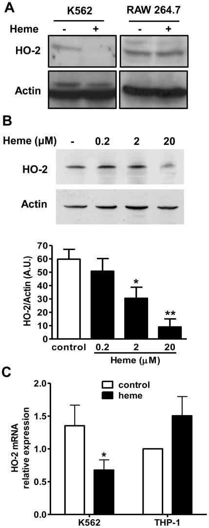 https://cdn.ncbi.nlm.nih.gov/pmc/blobs/9aae/3135583/1ae21c57a207/pone.0021358.g003.jpg