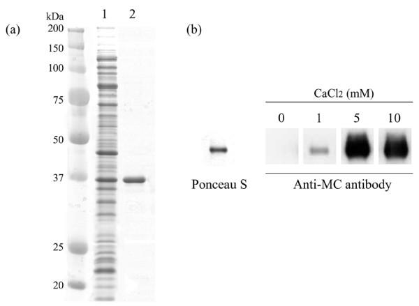 https://cdn.ncbi.nlm.nih.gov/pmc/blobs/9ab0/1794520/62bfc5cbe252/ar2085-3.jpg