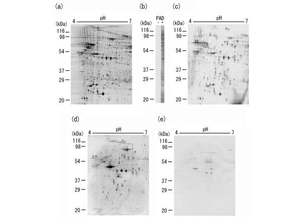 https://cdn.ncbi.nlm.nih.gov/pmc/blobs/9ab0/1794520/86ca5580047a/ar2085-1.jpg